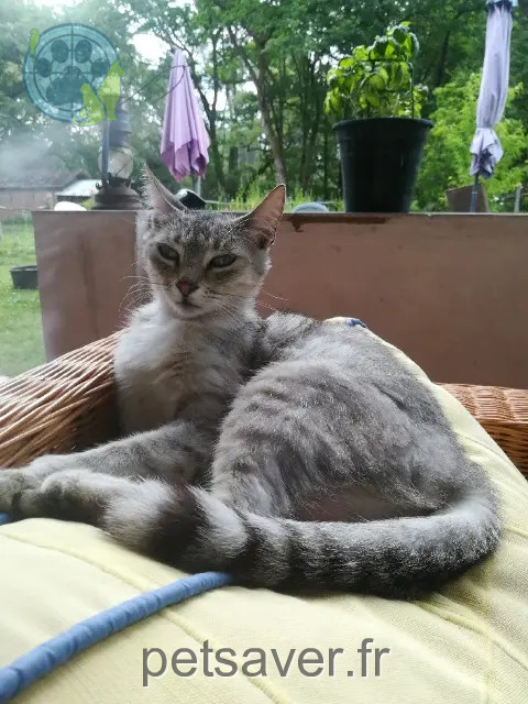 Katze vermisst 40120 Cachen Jade Katze lost 40120 Cachen Jade