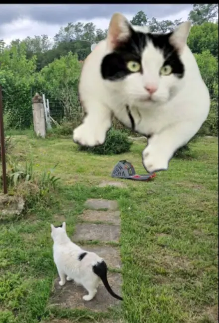 chatte lost   40120 Roquefort Kira