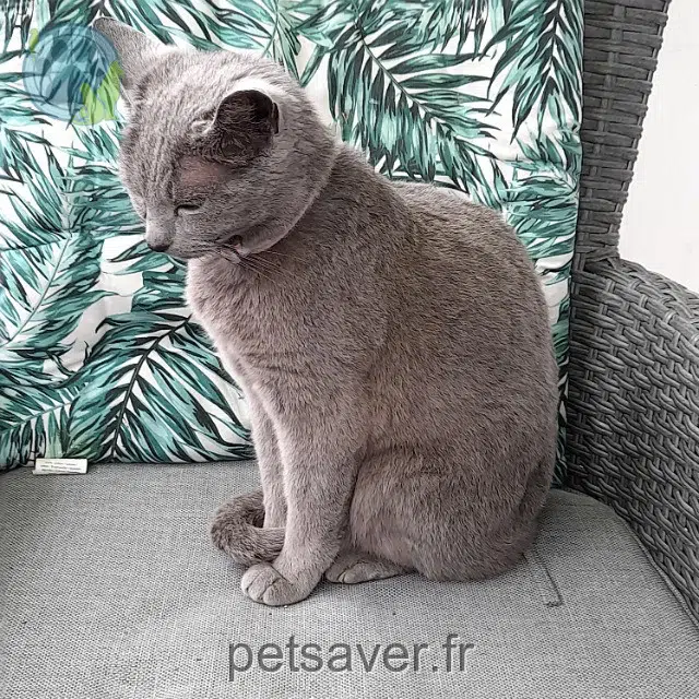 gata lost   40800 Aire-sur-l'Adour Lilah