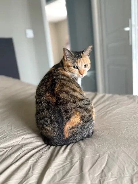 chatte lost   40270 Grenade-sur-l'Adour Lucky