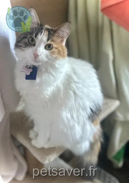 cat lost 40990 Saint-Vincent-de-Paul Maya cat lost 40990 Saint-Vincent-de-Paul Maya