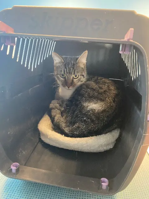 Katze vermisst 40280 Benquet Maya Katze lost 40280 Benquet Maya