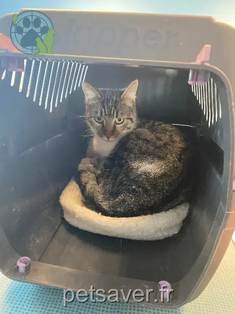 kat vermist 40280 Benquet Maya kat lost 40280 Benquet Maya