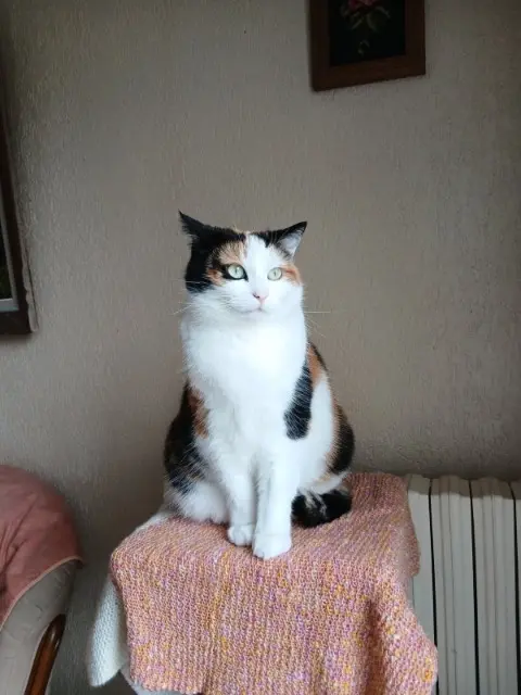 chatte lost   40420 Labrit Mimine