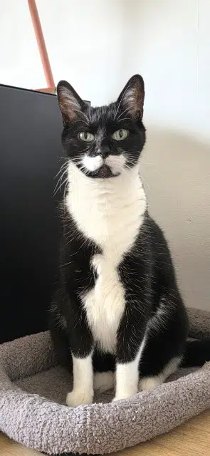 chatte lost   40380 Montfort-en-Chalosse Minette