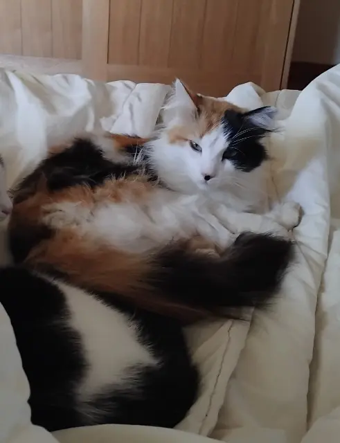 chatte lost   40190 Perquie Missou