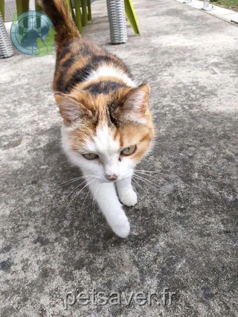 chatte lost   40180 Heugas Moon