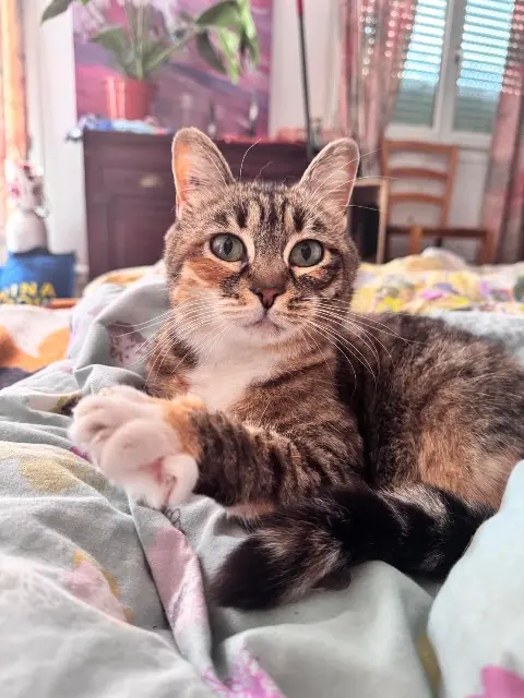 chatte lost   40600 Biscarrosse Moony