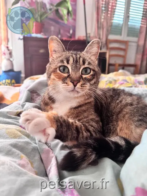 kat vermist 40600 Biscarrosse Moony kat lost 40600 Biscarrosse Moony