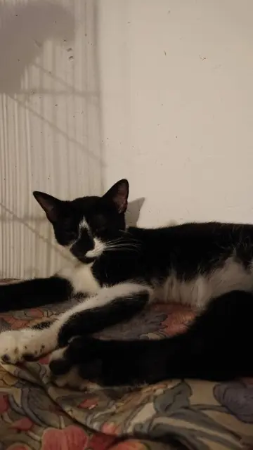 chatte lost   40110 Morcenx-la-Nouvelle Cracotte