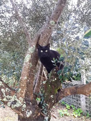 Chatte Perdue 40 Landes Morcenx-la-Nouvelle Chatte Perdue 40 Landes Morcenx-la-Nouvelle
