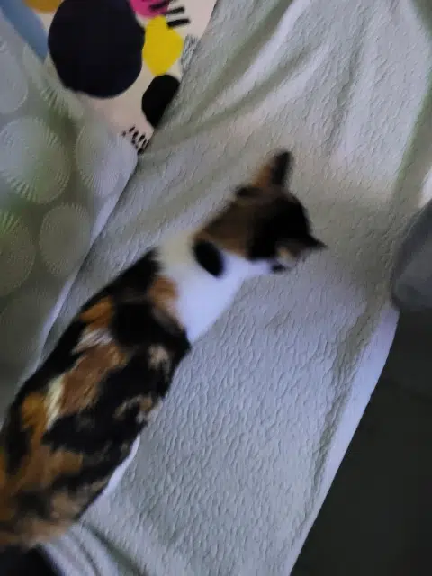 chatte lost   40110 Morcenx-la-Nouvelle Zoé