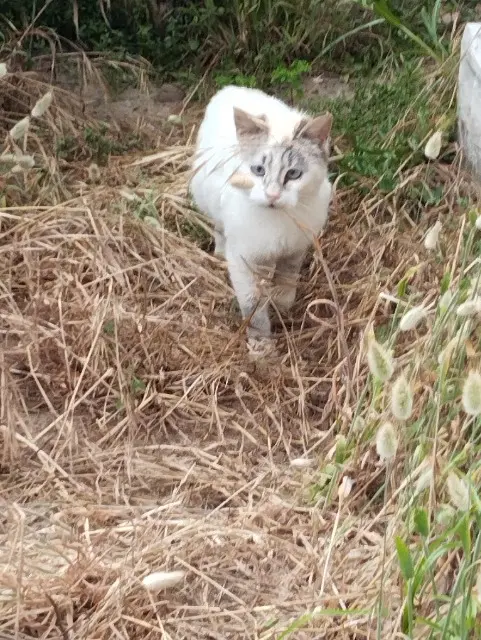chatte lost   40480 Vieux-Boucau-les-Bains Neige