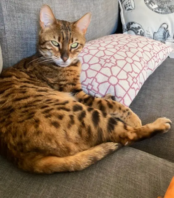 chatte lost   40130 Capbreton Osaka