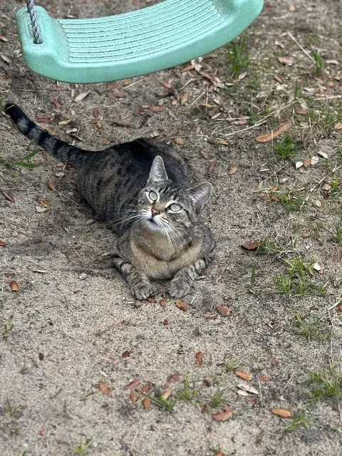 chatte lost   40530 Labenne Pepita