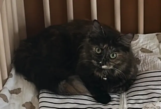 chatte lost   40100 Dax Poggie