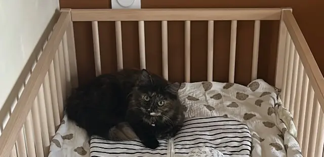 chatte lost   40100 Dax Poggie