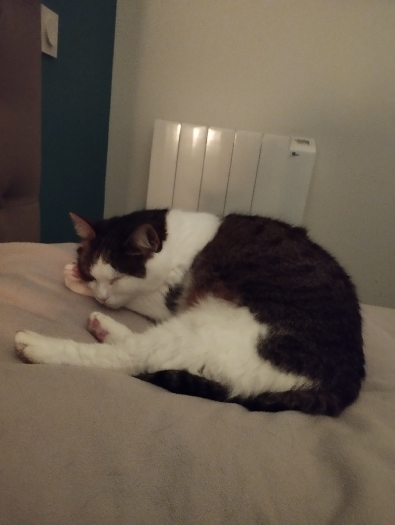 Chatte Perdue 40 Landes - Princesse Chatte Perdue 40 Landes - Princesse