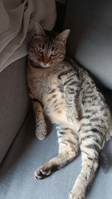 chatte lost   40160 Parentis-en-Born Prune