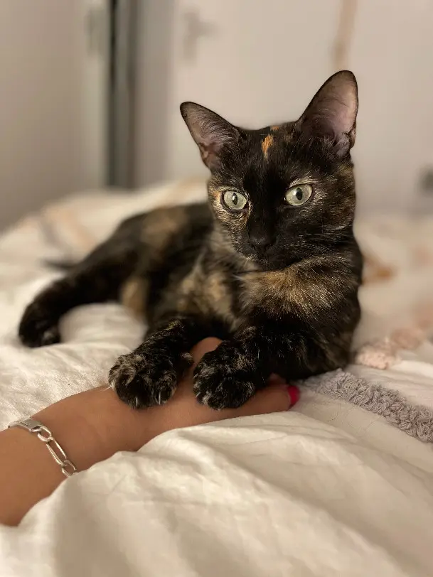 Chatte Perdue 40 Landes - Prune Chatte Perdue 40 Landes - Prune
