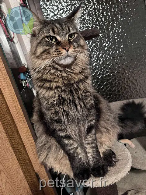 chatte lost   40200 Sainte-Eulalie-en-Born Pyppa