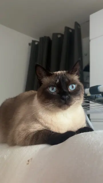 chatte lost   40000 Mont-de-Marsan Romy