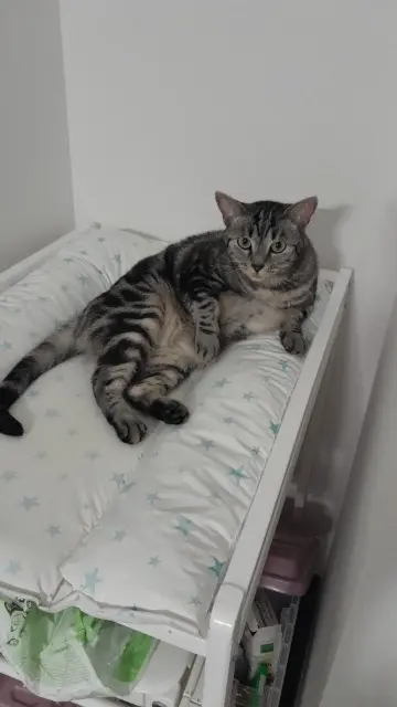 chatte lost   40160 Parentis-en-Born Roxanne
