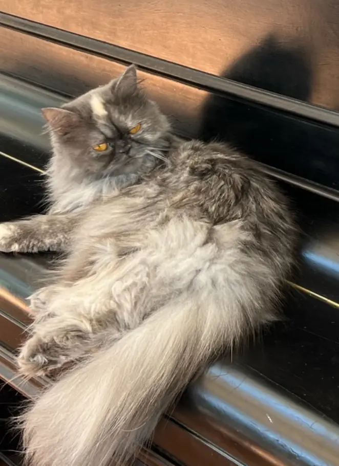 Chatte Perdue 40 Landes - Seablue Chatte Perdue 40 Landes - Seablue