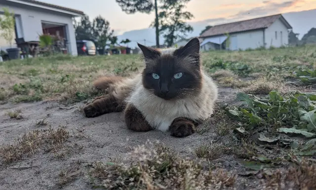 chatte perdue 40110 Arengosse Siam chatte lost 40110 Arengosse Siam