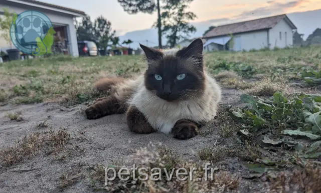 cat lost 40110 Arengosse Siam cat lost 40110 Arengosse Siam