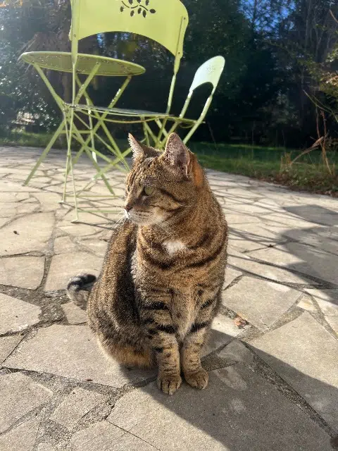 chatte lost   40550 Léon Suka