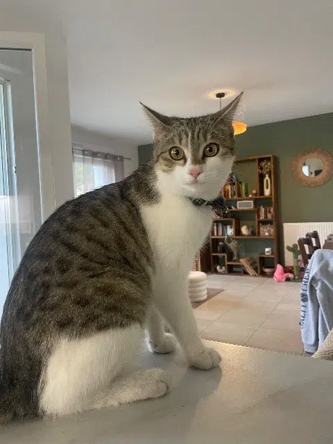 chatte lost   40140 Magescq Sunny