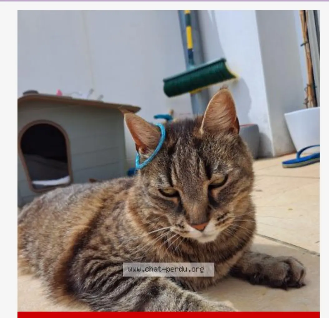 Chatte Perdue 40 Landes - Sushi Chatte Perdue 40 Landes - Sushi