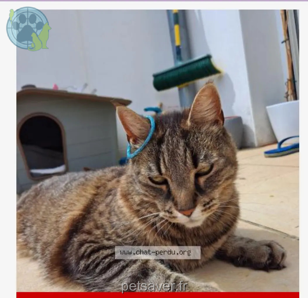 Chatte Perdue 40 Landes - Sushi Chatte Perdue 40 Landes - Sushi
