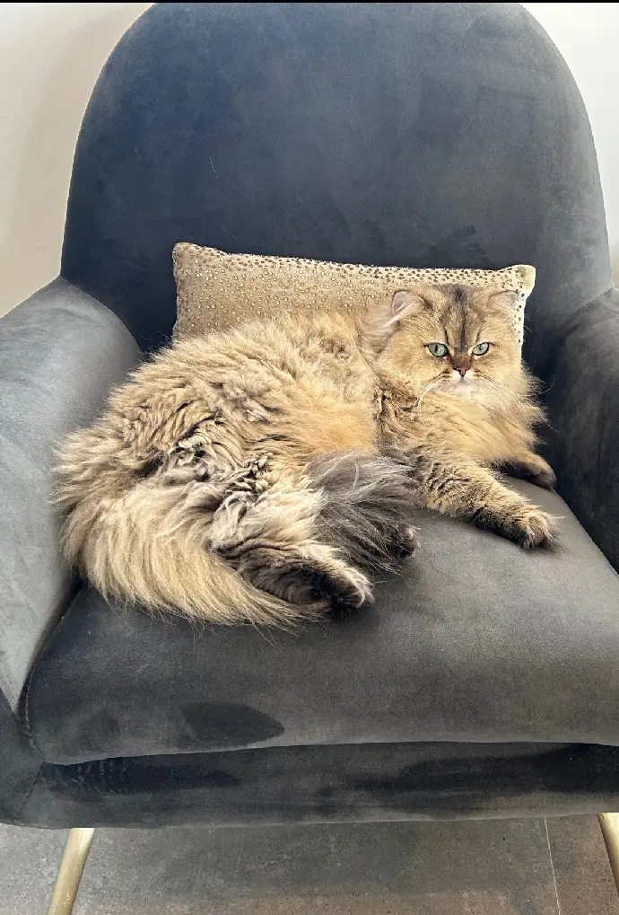 Chatte Perdue 40 Landes - Tala Chatte Perdue 40 Landes - Tala