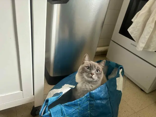 chatte lost   40200 Sainte-Eulalie-en-Born Tequila