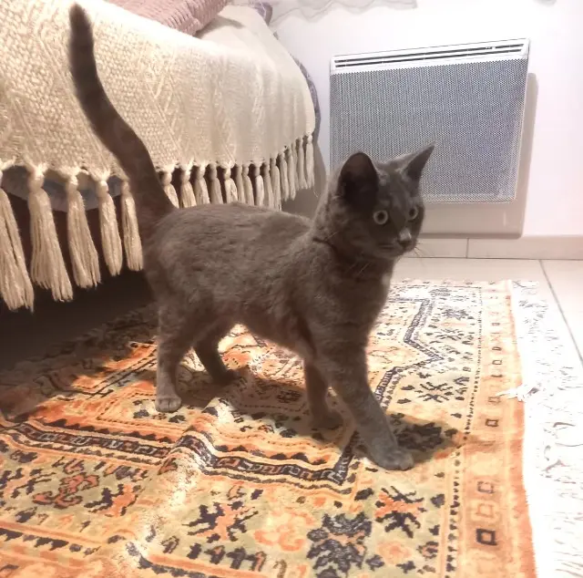 Katze vermisst 40600 Biscarrosse TESSIE ou MIMI Katze lost 40600 Biscarrosse TESSIE ou MIMI
