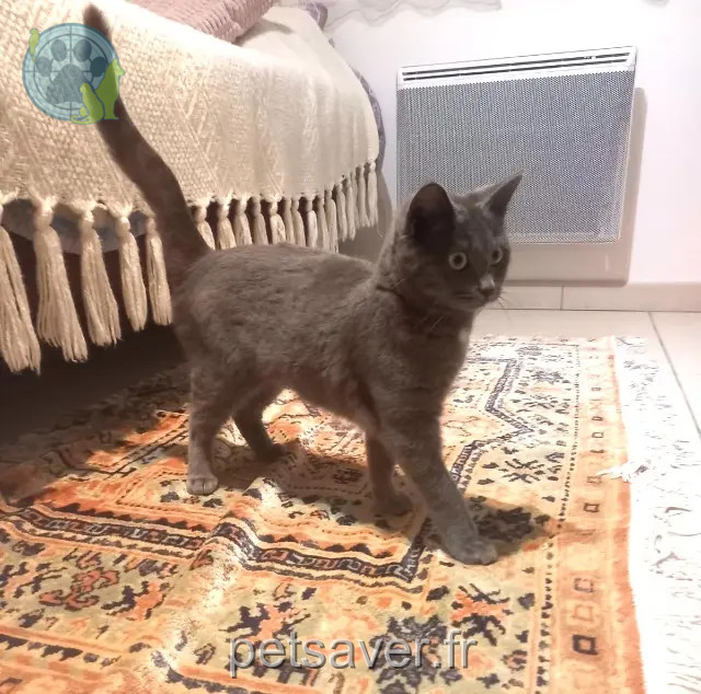 Katze vermisst 40600 Biscarrosse TESSIE ou MIMI Katze lost 40600 Biscarrosse TESSIE ou MIMI