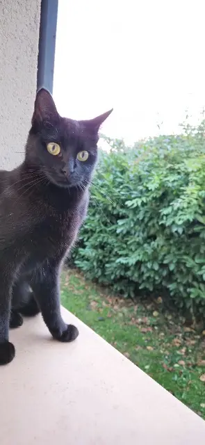 chatte lost   40420 Labrit Texas