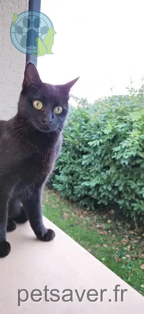 Katze vermisst 40420 Labrit Texas Katze lost 40420 Labrit Texas