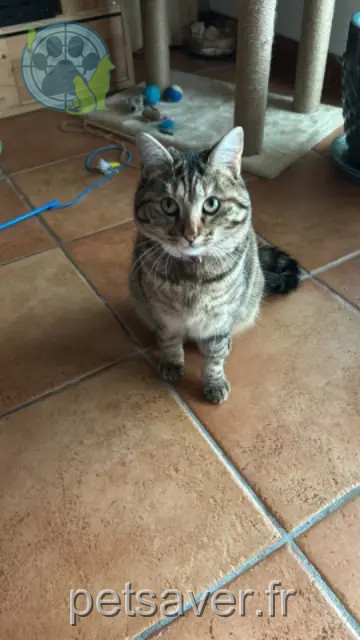 chatte perdue 40280 Saint-Pierre-du-Mont Vahi chatte lost 40280 Saint-Pierre-du-Mont Vahi