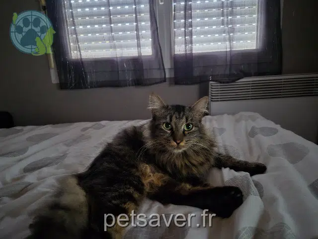 chatte lost   40100 Dax Vanille