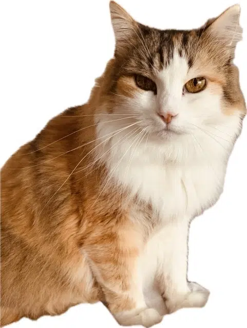 chatte lost   40100 Dax Vaya