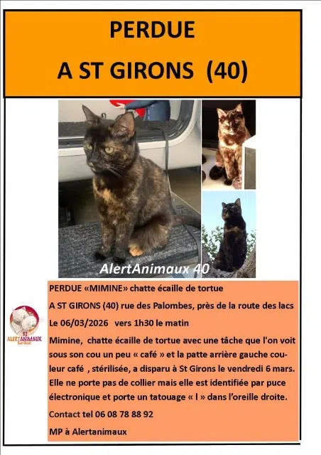 chatte lost   40560 Vielle-Saint-Girons Mimine