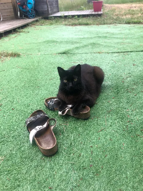 chatte lost   40560 Vielle-Saint-Girons Corneille