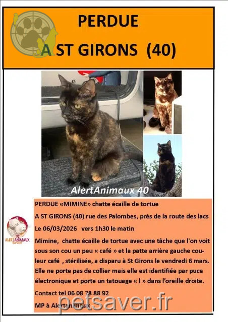 gata lost   40560 Vielle-Saint-Girons Mimine