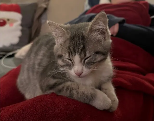 chatte lost   40190 Perquie Vroum vrouminette