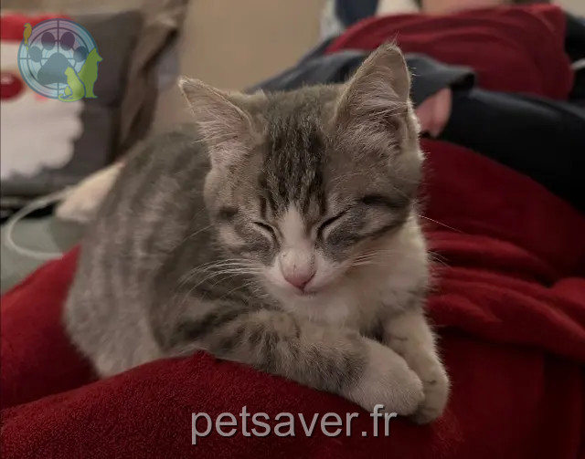 chatte perdue 40190 Perquie Vroum vrouminette chatte lost 40190 Perquie Vroum vrouminette
