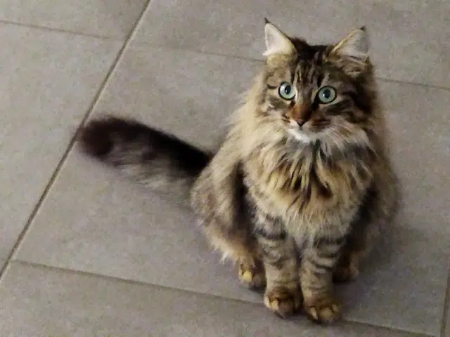 chatte lost   40230 Saint-Geours-de-Maremne Xena