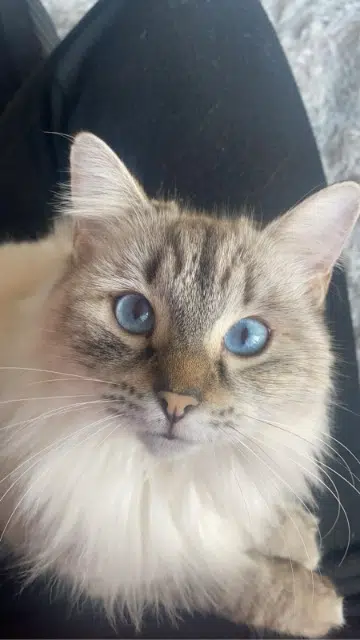 chatte lost   40230 Bénesse-Maremne Yumi